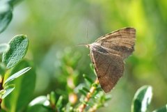 Brun buemåler (Macaria brunneata)