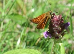 Engsmyger (Ochlodes sylvanus)