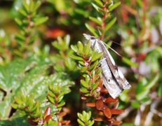 Myrnebbmott (Crambus alienellus)