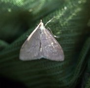 Marimjelleengmott (Anania fuscalis)