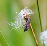 Glyphipterix haworthana