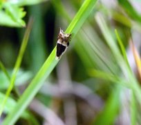 Vikkesigdvikler (Ancylis badiana)