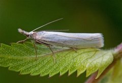 Sølvnebbmott (Crambus perlella)