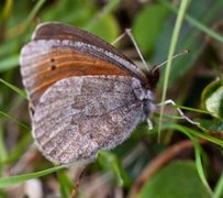 Fjellringvinge (Erebia pandrose)