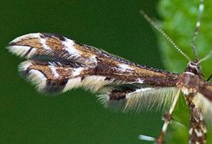 Humleblomfjærmøll (Geina didactyla)