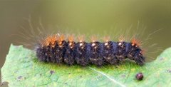 Broket kveldfly (Acronicta auricoma)