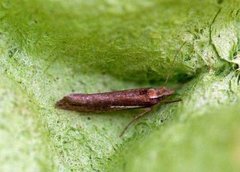 Ypsolopha parenthesella