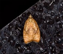 Lønneblomstflatvikler (Acleris forsskaleana)