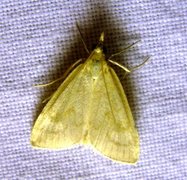 Blek engmott (Udea lutealis)