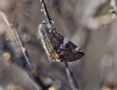 Bjørkevårmåler (Archiearis parthenias)