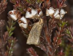 Rustbladvikler (Clepsis senecionana)