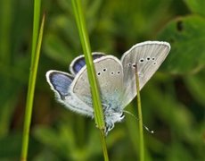 Engblåvinge (Cyaniris semiargus)