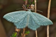 Blåbærbladmåler (Jodis putata)