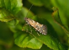 Glyphipterix bergstraesserella