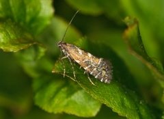 Glyphipterix bergstraesserella