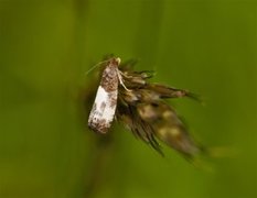 Hagerosevikler (Notocelia cynosbatella)