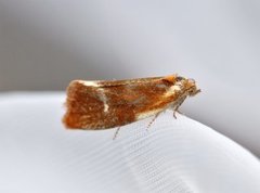 Skumringsvikler (Eulia ministrana)