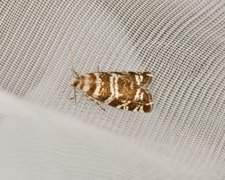 Stripet grankveldvikler (Epinotia tedella)