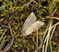 Sølvbunkefly (Photedes minima)