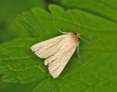 Halmgult gressfly (Mythimna pallens)