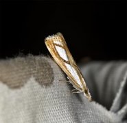 Treflekket nebbmott (Catoptria permutatellus)