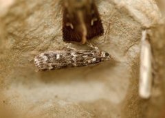 Grankonglesmalmott (Dioryctria abietella)