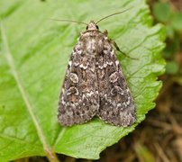 Grått taigafly (Xestia speciosa)