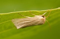 Halmgult gressfly (Mythimna pallens)