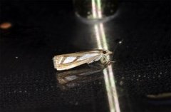 Treflekket nebbmott (Catoptria permutatellus)