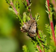 Eplebredmøll (Choreutis pariana)