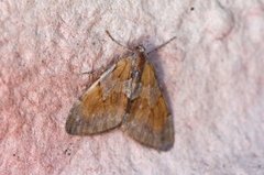 Fjærbarmåler (Pennithera firmata)