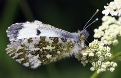 Aurorasommerfugl (Anthocharis cardamines)