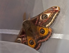 Nattpåfugløye (Saturnia pavonia)