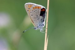 Purpurgullvinge (Lycaena hippothoe)