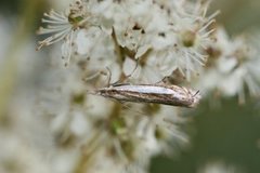 Beitenebbmott (Crambus pascuella)