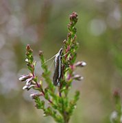 Lyngheinebbmott (Crambus ericella)