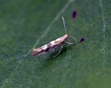 Argyresthia pygmaeella