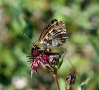 Myrperlemorvinge (Boloria aquilonaris)