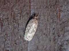 Agonopterix ciliella/heracliana