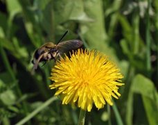 Smalkantet humlesvermer (Hemaris tityus)