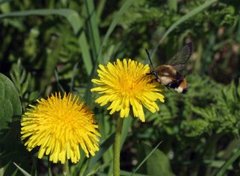 Smalkantet humlesvermer (Hemaris tityus)