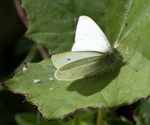 Liten kålsommerfugl (Pieris rapae)