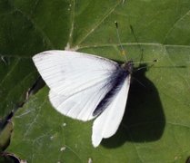 Liten kålsommerfugl (Pieris rapae)