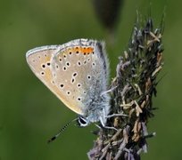 Purpurgullvinge (Lycaena hippothoe)