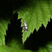 Bringebærknoppmøll (Lampronia corticella)