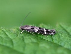 Mompha sturnipennella