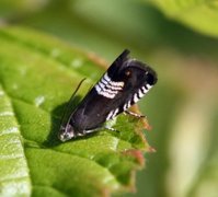 Kløverfrøvikler (Grapholita compositella)