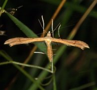 Tveskjeggveronikafjærmøll (Stenoptilia pterodactyla)