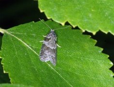 Bueskyggevikler (Eana incanana)