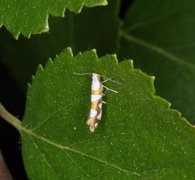 Argyresthia brockeella